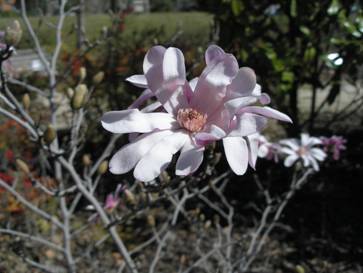 Magnolia_soulangiana_5