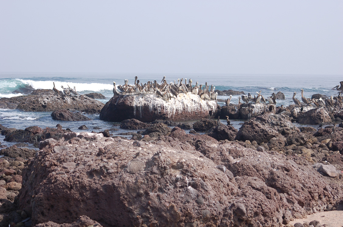 Grupos de pelícanos (<em>Pelecanus thagus</em>) y algunos cormoranes (<em>Phalacrocorax brasilianus</em>) en unos roqueríos al sur de Iquique. En primer plano aglomerado andesítico.