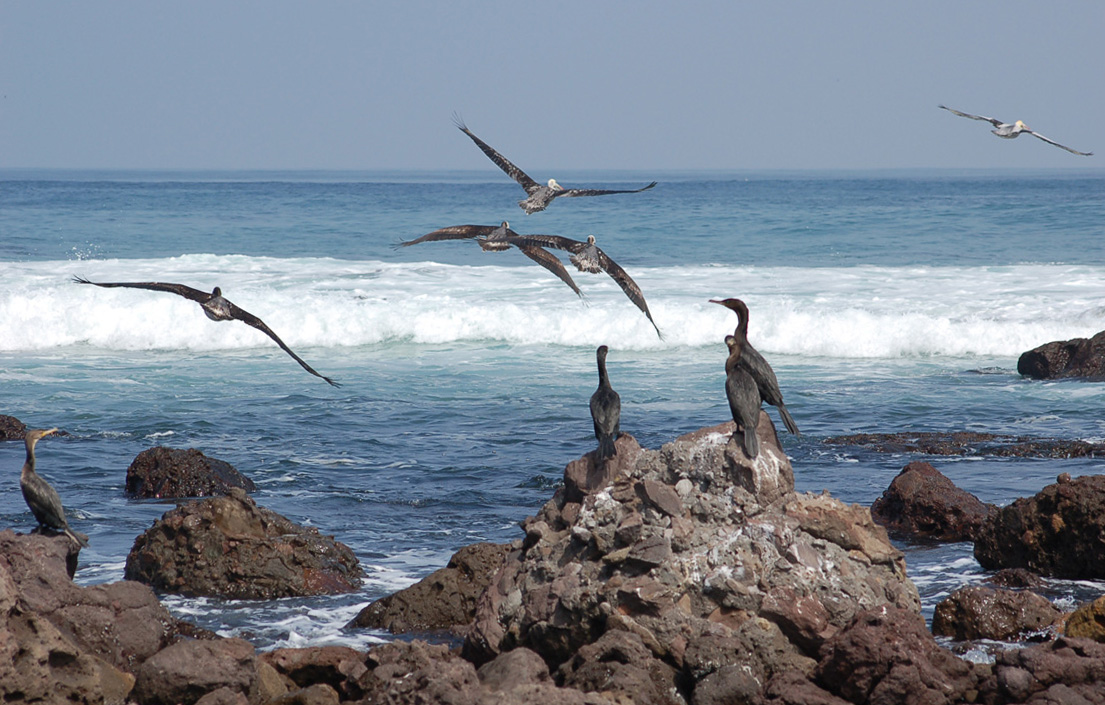 Cormoranes y pelícanos (en vuelo).