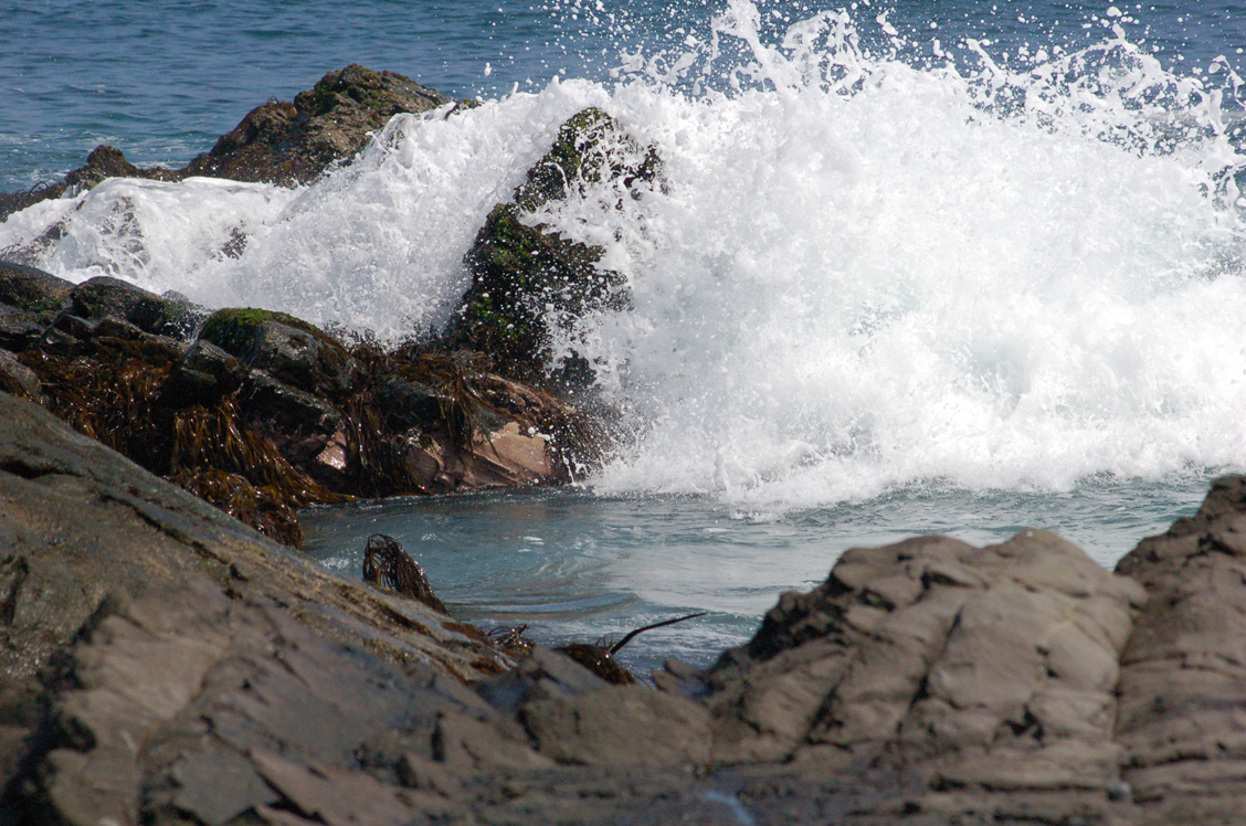 Algas pardas aferrándose a las rocas.