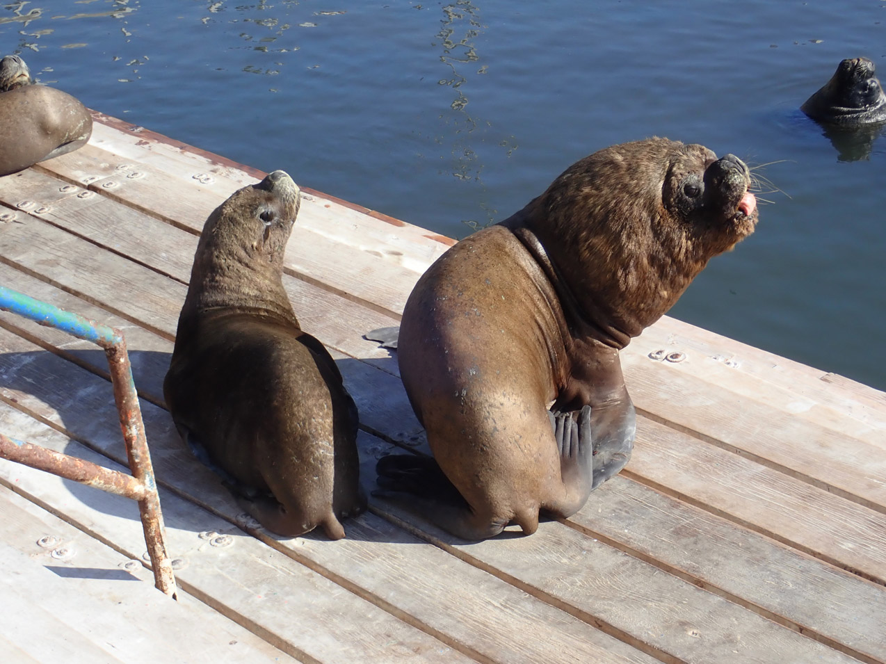 Lobos marinos (<em>Otarya flavescens</em>), macho y hembra en el terminal pesquero de Iquique.