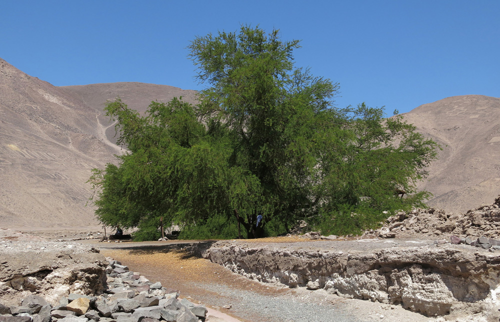 Tamarugo tree (<em>Prosopis tamarugo</em>) next to the visitor center.