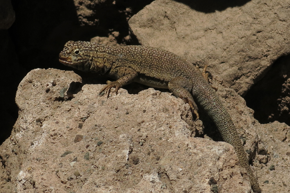 <em> Microlophus theresioides</em>, a species of lizard catalogued as rare, which lives in the area. Locally called  "corredor de Pica " (Pica racer).