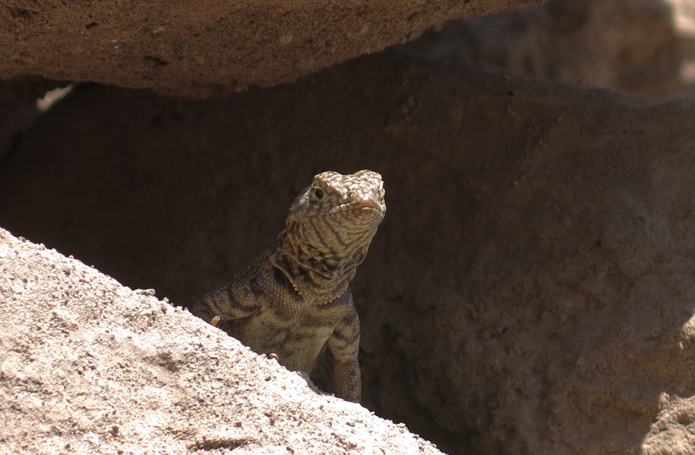 <em>Microlophus theresioides</em> (Pica racer) hiding in a crevice.
