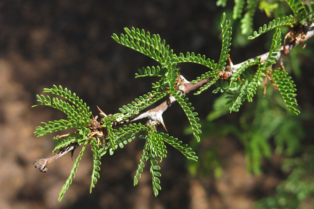 Detail of tamarugo leaves and thorns.