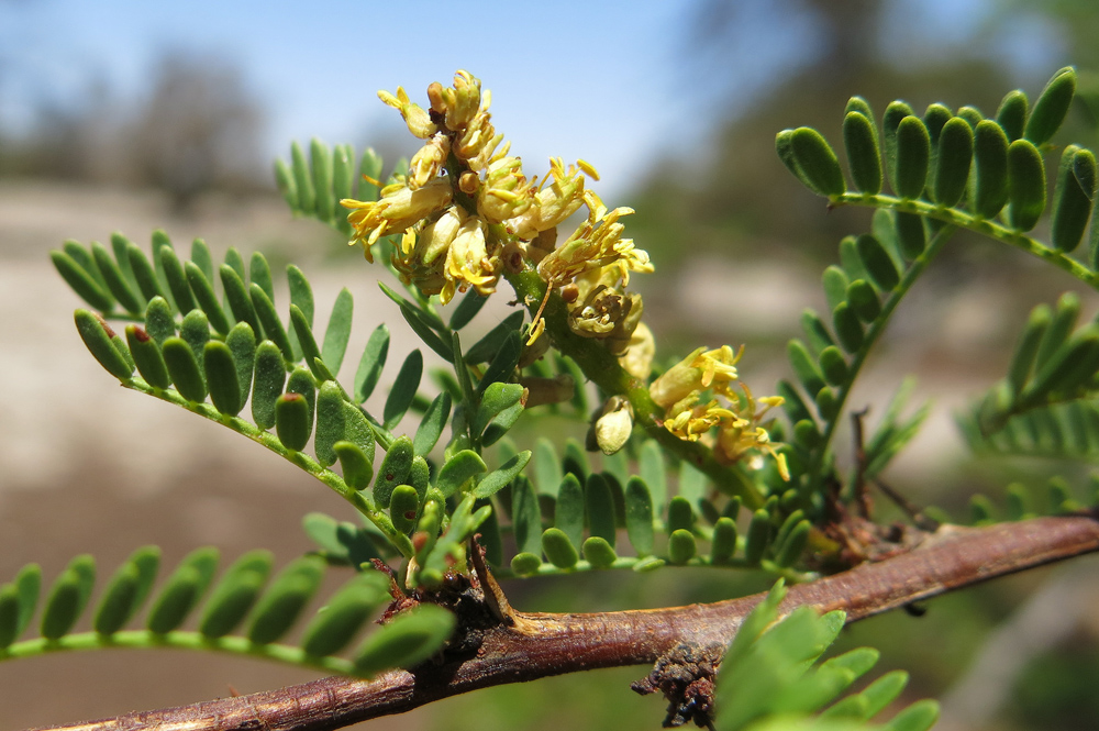 Detail of the flowers of the tamarugo.
