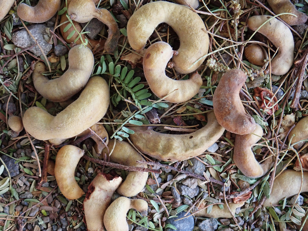 Ripe fruits already fallen to the ground.