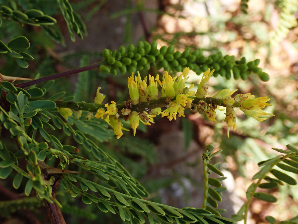 Detail of the flowers and leaves of the tamarugo.