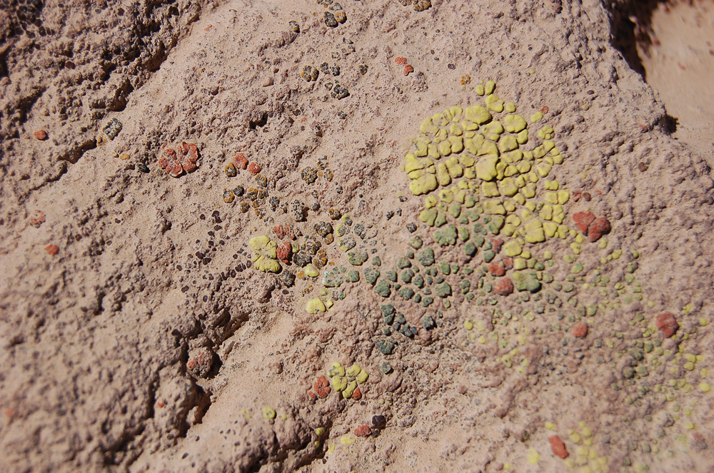 Other examples of crustose lichens.
