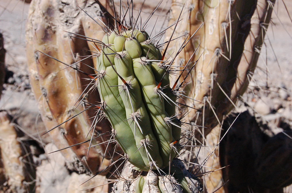 A young branch.