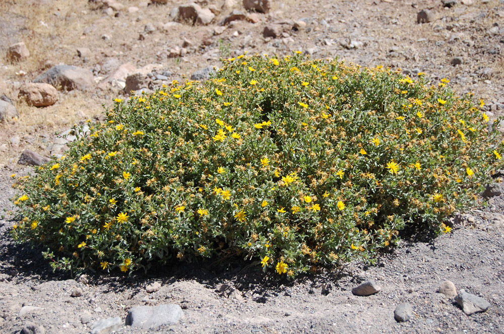 One plant of the daisy family (Fam. Asteraceae) with yellow flowers.