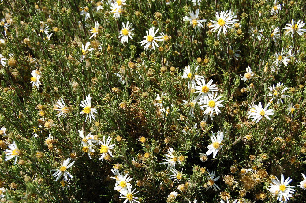 Another plant of the daisy family.