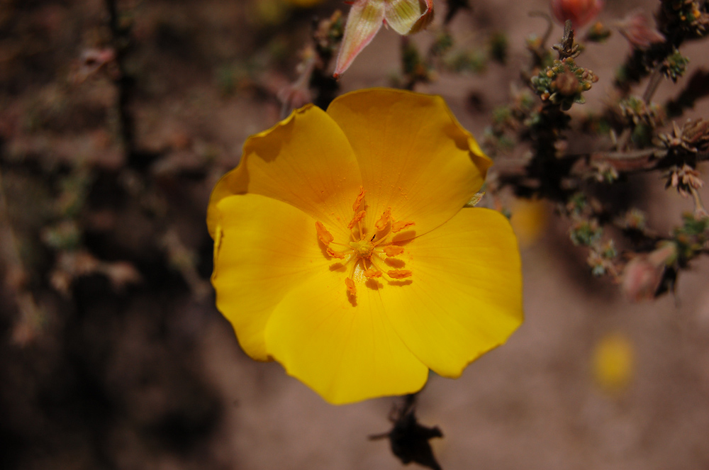 Detail of the flower of <em>Balbisia microphylla</em>.