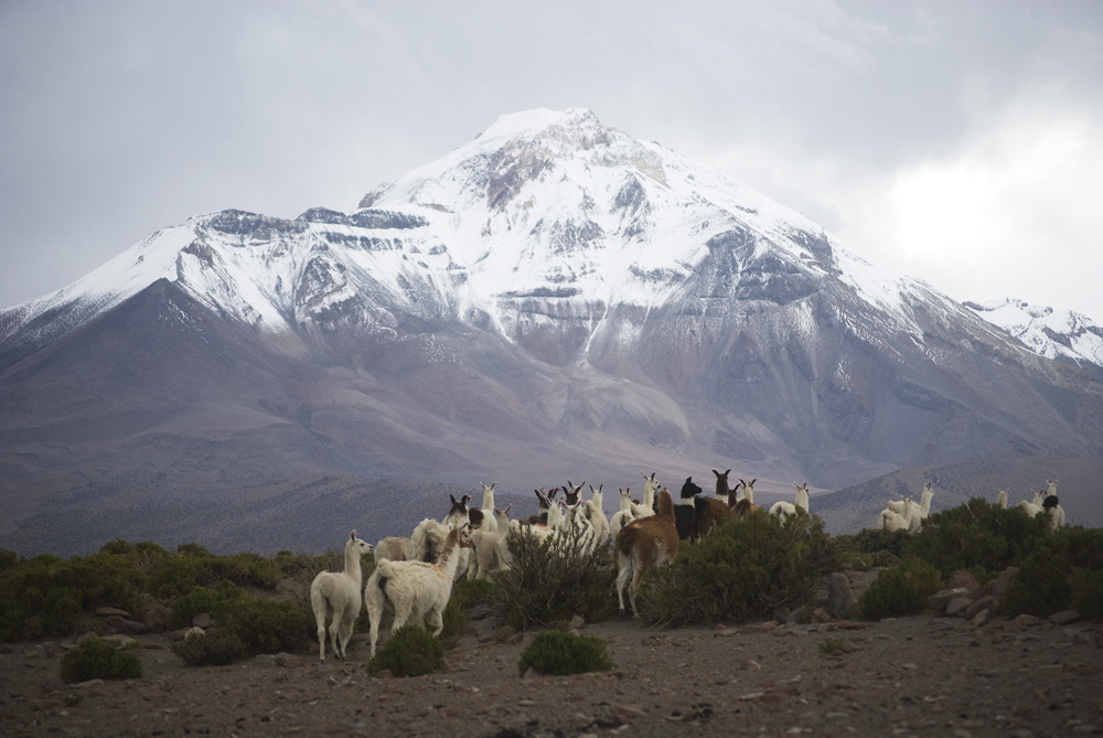 Llamas (<em>Lama glama</em>), a domesticated South American camelid, at the foot of the Isluga volcano. 