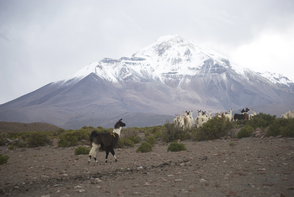 Llamas at the foot of the Isluga volcano.