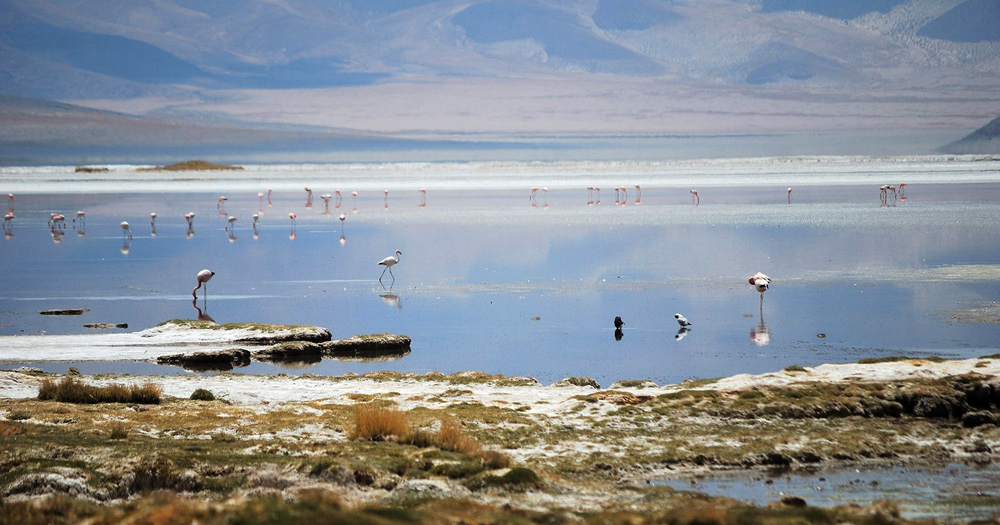 Flamencos alimentándose en la lámina de agua.