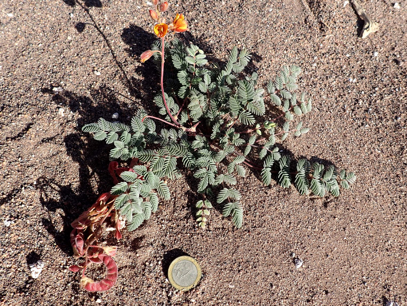 Valle de Marte, Hoffmannseggia doellii, creciendo en la duna.