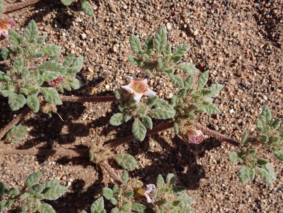Valle de Marte, Tiquilia atacamensis.