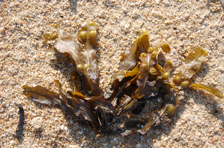 Una de las algas pardas mas abundantes es del género <em>Fucus</em>. Se observa bien la ramificación dicotómica y los flotadores hinchados. Note además la abundancia de granos de arena de color rosa (microclina).