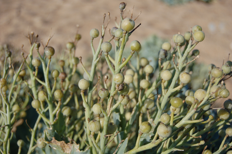 Detalle de los frutos.