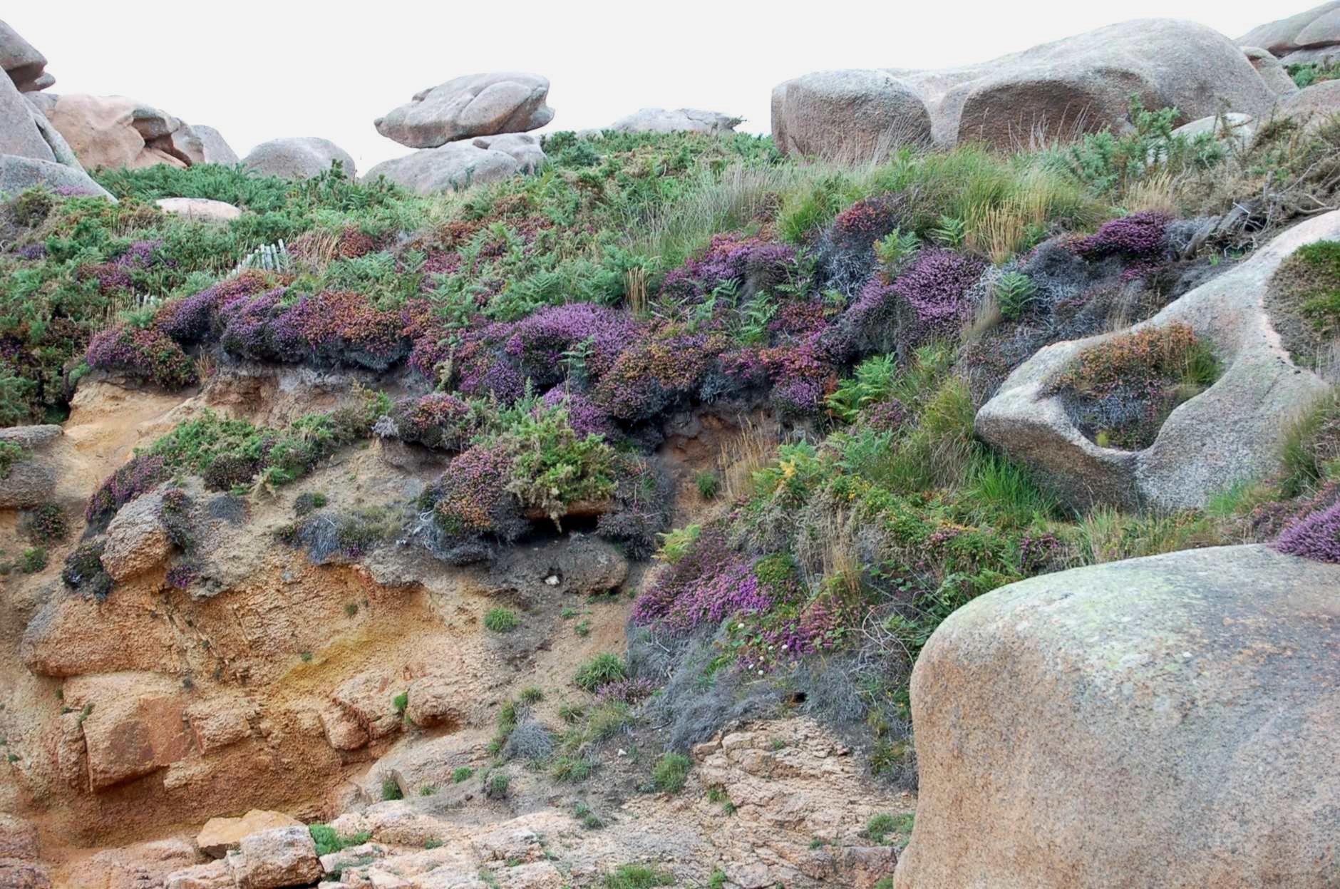 Punto 5. Landas de brezos (<em>Erica cinerea</em>) y tojos (<em>Ulex gallii</em>) creciendo sobre granito meteorizado.