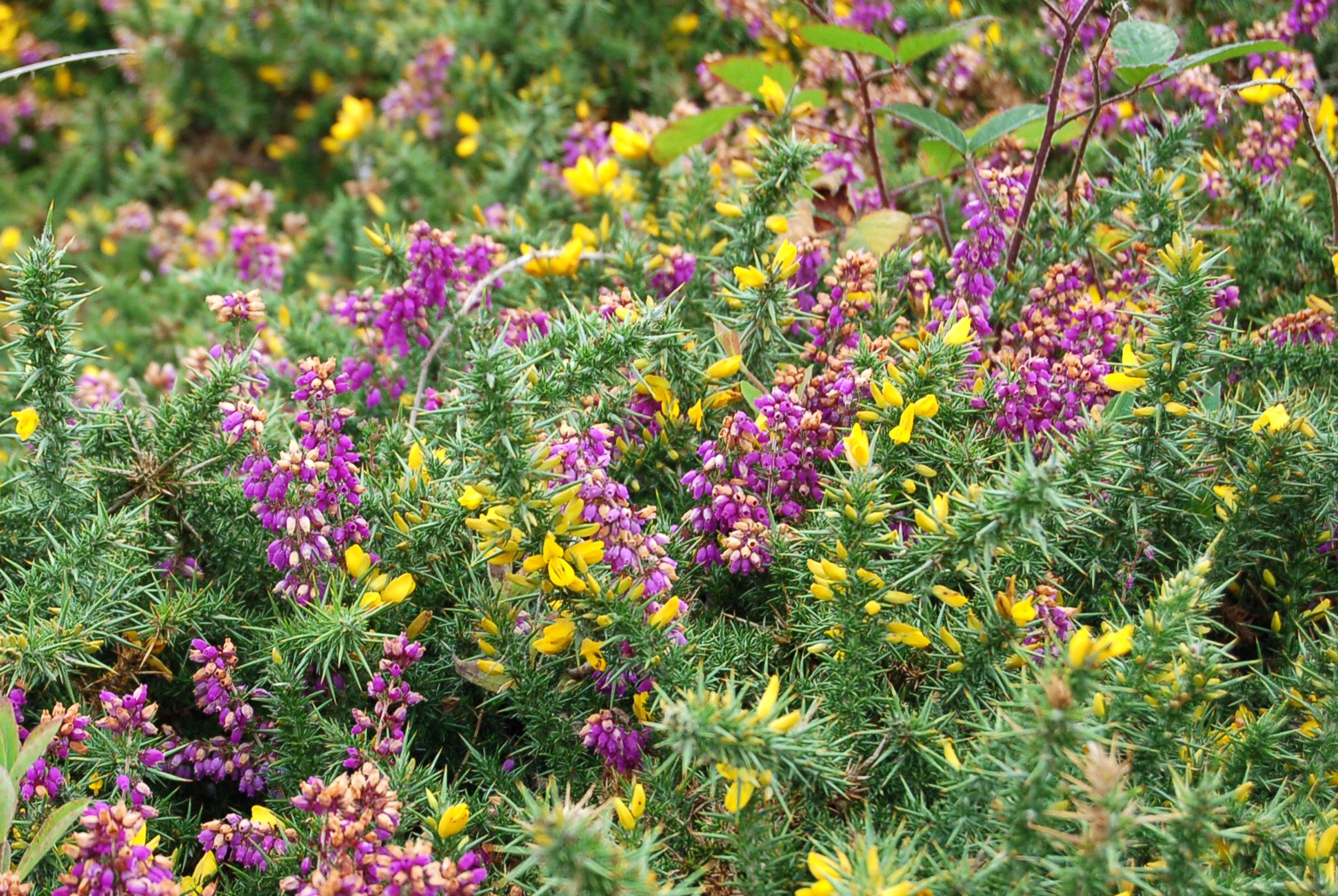 Punto 5. Detalle de las dos plantas dominantes en la landa: <em>Erica cinerea</em>, con flores rosáceas y <em>Ulex gallii</em>, con flores amarillas. 