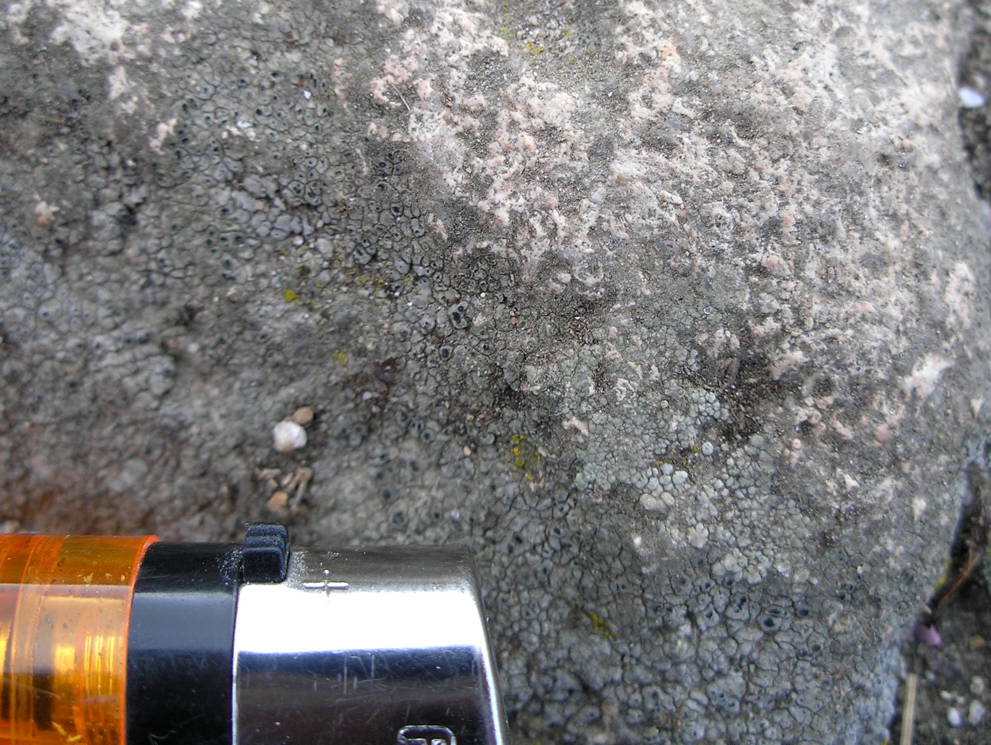 Punto 0. Las rocas están casi totalmente cubiertas de líquenes crustaceos, aunque se aprecia la presencia de cuarzo y feldespato de grano pequeño.