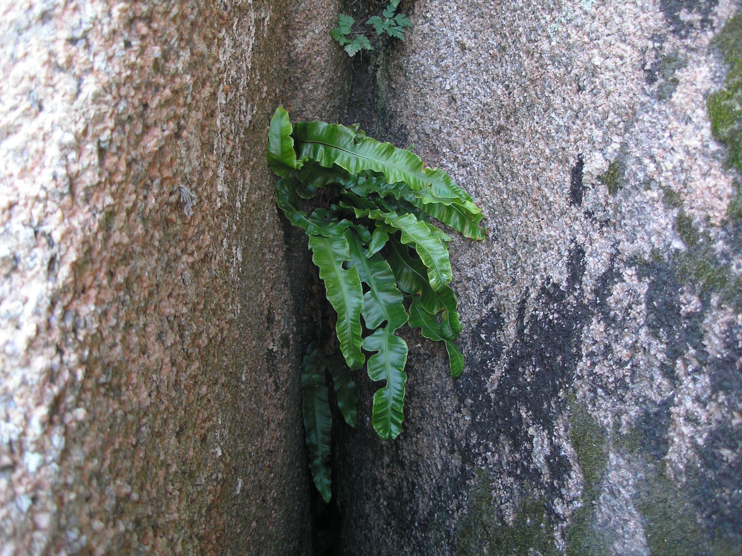 Punto 1. El helecho lengua de ciervo (<em>Asplenium scolopendrium</em>) creciendo entre dos rocas.